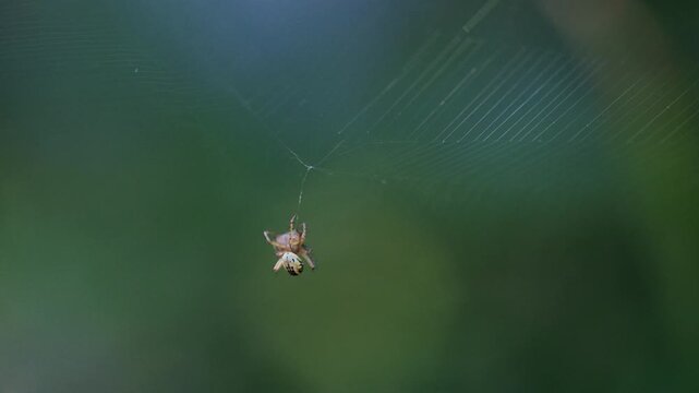 Orb-weaver spider wrapping and carrying its caught prey across the web, predation behaviour, slow motion, Bulgaria