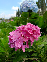 Fototapeta premium Beautiful pink hydrangea flowers blooming in a lush garden with green foliage and soft bokeh background, perfect for nature, spring, summer, and floral themes.