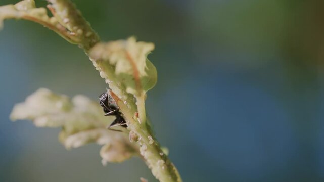 Black ant tending aphids on a young oak stem in slow motion, insect mutualism behaviour, Bulgaria