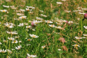 Daisies bloom in a sunny field during springtime showcasing natures beauty and vibrant colors in a local meadow © ir1ska