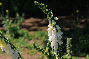 Blooming white foxglove flowers stand tall in a garden with green foliage surrounding them during a sunny day © ir1ska