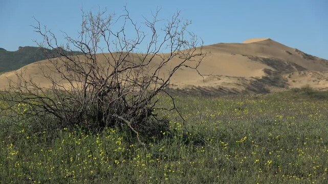 Caucasus. Dagestan. Dune and saxaul in the steppe.