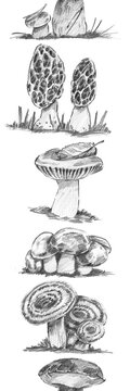 Vertical seamless repeating border with morels, russula, slippery jacks, milk caps, and a Polish bolete. Great for educational mushroom prints, foraging guides, and woodland wallpaper