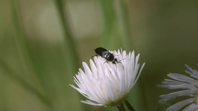 Small black beetle diving into the yellow centre of a white daisy, insect foraging on Bellis perennis, real time, Bulgaria