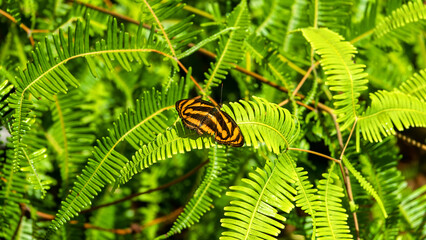 Pantoporia hordonia nymphalid butterfly, common lascar butterfly like tiger sits on a fern flipper in the Borneo rainforest, monsoon season © max5128
