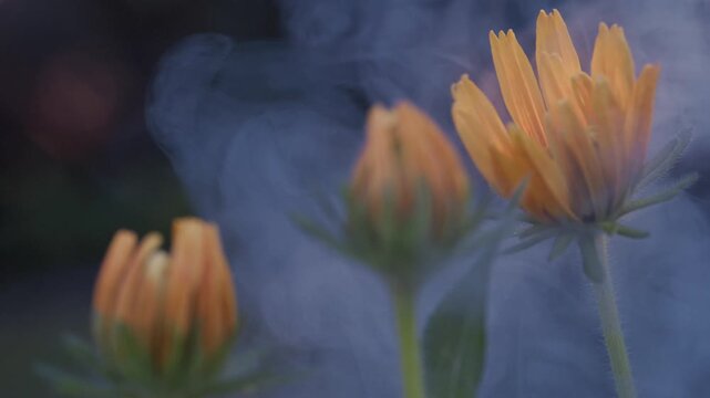 Yellow Rudbeckia flower with smoke drifting across a cool dark background, slow motion, creative nature