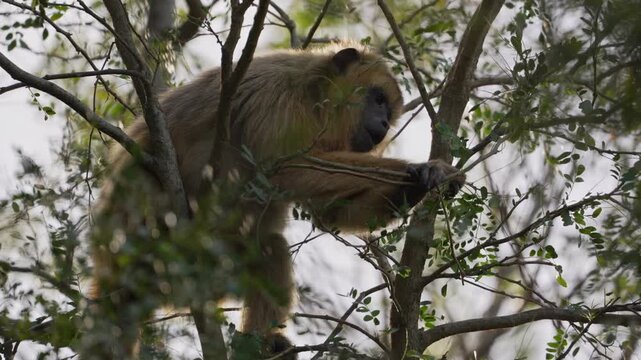 Golden female black howler monkey moves cautiously through leafy branches in the Ibera Wetlands of Argentina, framed by dense foliage and backlit daytime sky.