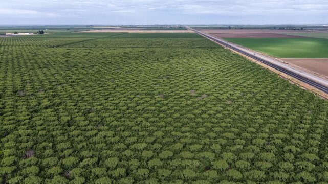 Dense rows of orchard trees spread across flat farmland near Chowchilla, where straight rural road divides patchwork fields stretching toward the horizon. California, USA. Aerial drone lateral shot