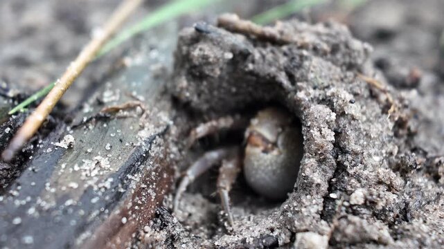 Detailed macro footage of a fiddler crab feeding across a muddy tidal flat. The cinematic close-up showcases intricate shell textures, moving claws, and the unique ecology of coastal wetlands.
