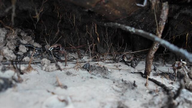 Cinematic wildlife footage of a fiddler crab crossing a muddy salt marsh at low tide. This natural coastal scene captures the unique behavior of one of the most recognizable inhabitants of North Carol