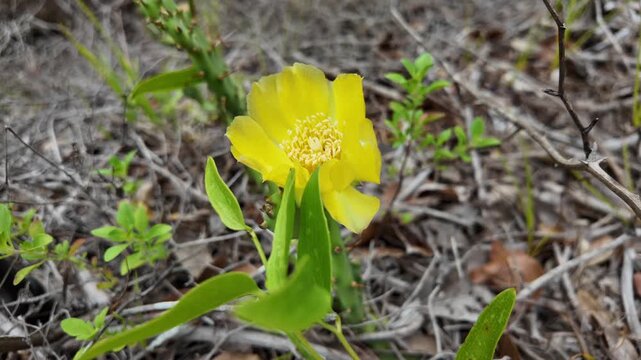 Beautiful close-up footage of a flowering prickly pear cactus growing among the coastal sand dunes. Bright yellow blooms contrast against the rugged cactus pads and windswept dune landscape, showcasin