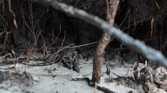A wide wildlife shot of a fiddler crab moving across a coastal mudflat surrounded by marsh grasses. Captured in natural light, this footage showcases the fragile beauty of estuarine ecosystems.