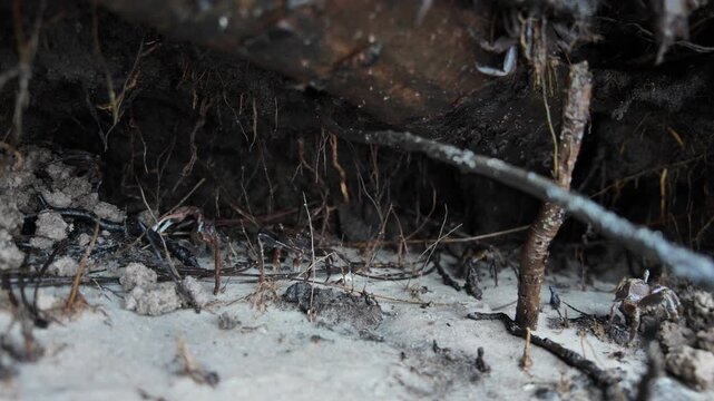 Natural footage of a fiddler crab waving its distinctive oversized claw while standing on the muddy shoreline of a coastal salt marsh. An iconic scene of Atlantic coastal wildlife.