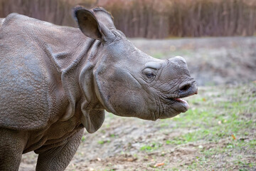 Rhinoceros in a clearing © Janusz