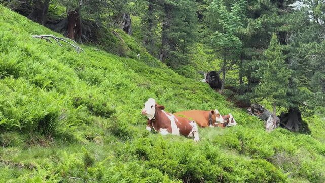 Cows resting peacefully on a lush green hillside in Koenigsleiten, Austria, surrounded by dense forest.