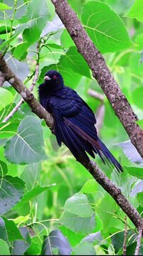 Close up vertical portrait of a male Asian Koel bird featuring striking red eyes and glossy dark blue-black plumage, perching on a thick tree branch surrounded by lush green foliage.