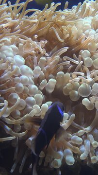 Vertical video of Maroon clownfish swimming in a bubble-tip anemones swaying in the water flow