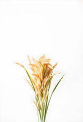 Fototapeta premium Close-up of rice plant spikelets on white background