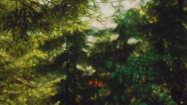 Sunlight breaks through the branches of tall pine trees in a forest. The scene shows vibrant green foliage and dappled light on the forest floor. It captures a moment in nature.