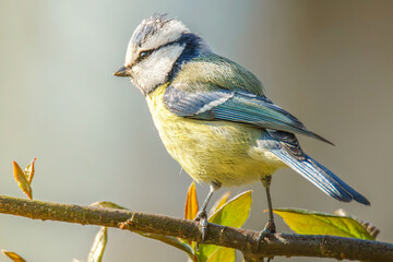 Blaumeise hält Ausschau im Sonnenschein © Micha Trillhaase