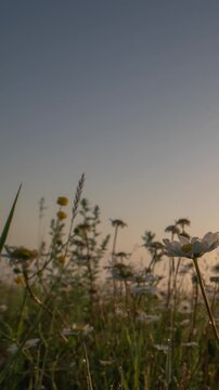Daisy Field at Sunrise, Slider Hyperlapse Along Wildflowers with Dew Drops, Vertical 4K