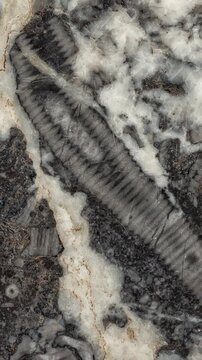 Zoom and pan across crinoid fossil limestone surface, revealing intricate marine invertebrate textures and details