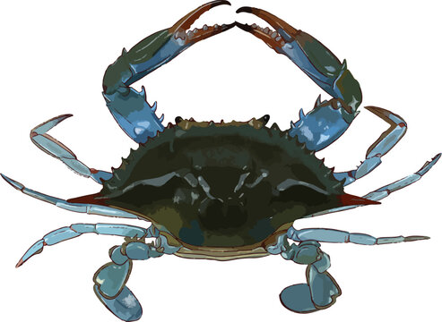 Vector illustration of a fresh Atlantic blue crab (Callinectes sapidus)