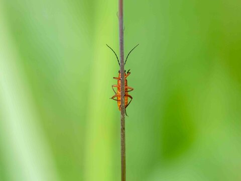 Nature Background Rhagonycha fulva, the common red soldier beetle  hiding behind a stalk