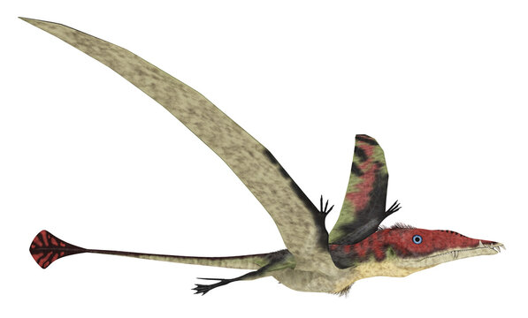 Flugsaurier Eudimorphodon, Freisteller
