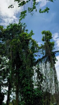 Adventitious roots on old trees in the forest