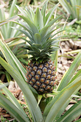 Obraz premium Ananas cultivé sur un ananier tropical