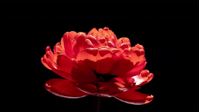Romantic Red Tulip Opening in Timelapse With Dramatic Light