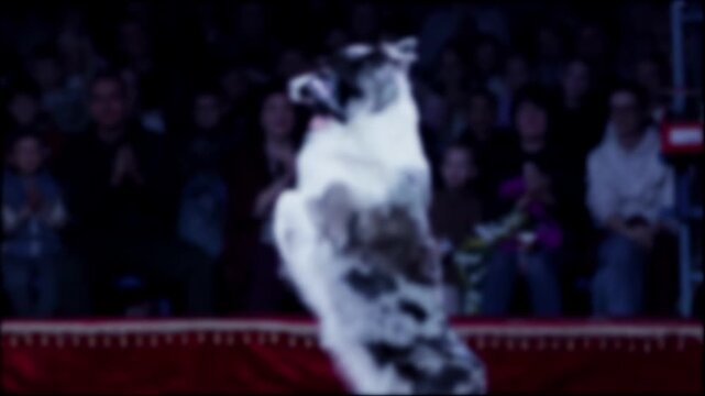 Dog performance in circus ring with animal standing on hind legs holding umbrella in mouth for audience entertainment show, slow mo, blurry