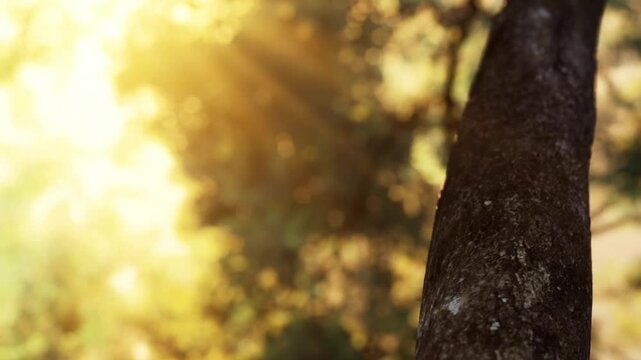Sunlight shines through the branches of trees in a forest. The light creates a warm atmosphere. The scene captures nature at a bright time of day.