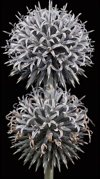 Macro Shot of Two Globe Thistle Flower Heads with Spiky Blue Petals Against a Dark Background
