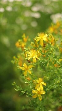 Common St. John's wort (Hypericum perforatum)