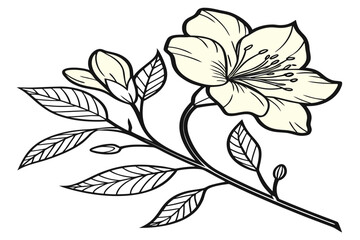 Fototapeta premium coloring page line art the yellow tulip flower black vector