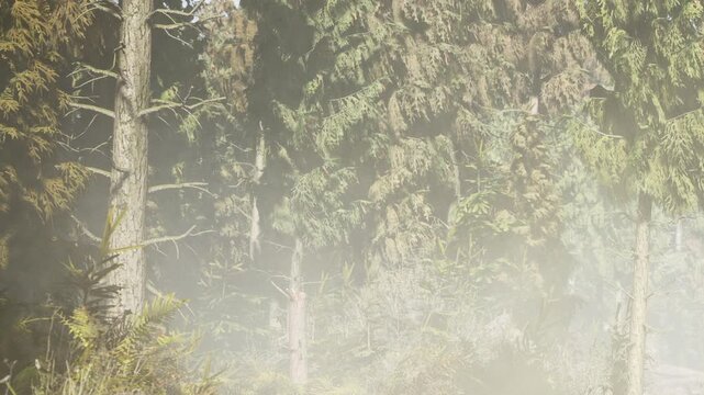 In a dense forest, sunlight filters through tall trees, creating a soft glow. Mist lingers among the plants. The scene shows the beauty of nature in the morning light.