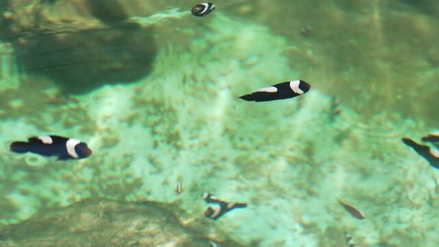 slow motion of saddleback clownfish or yellowfin anemonefish (Amphiprion polymnus) swimming in water