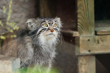 Obraz premium Timofey Manul at the Moscow Zoo