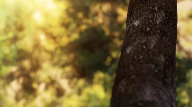 A tree trunk stands tall in a forest with sunlight filtering through the leaves. The background shows lush greenery, indicating a warm and pleasant day.