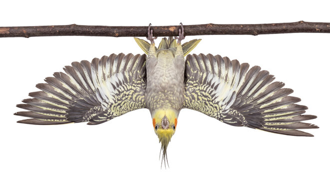 Cockatiel bird hanging upside down with wings spread open isolated on transparent background, funny pet behavior, cockatiel bat birding posture, cut out animal PNG
