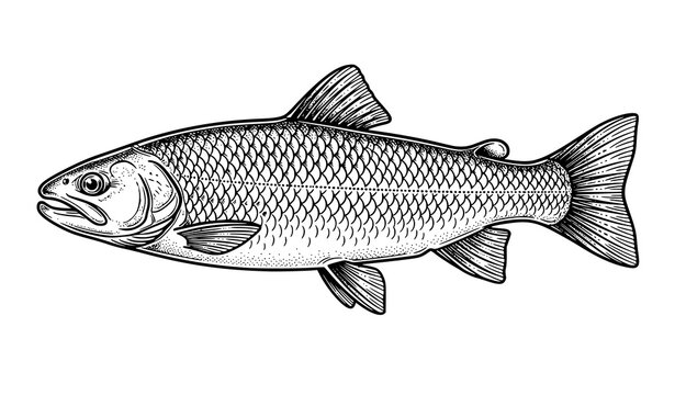 Black and white freshwater fish illustration vector line art