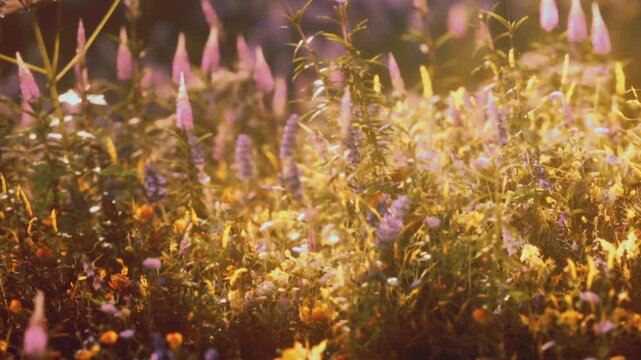 A field is filled with wildflowers of various colors. The sun is setting, creating warm light that highlights the flowers and green stems. The scene shows the beauty of nature.