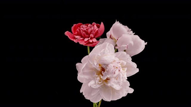 Peony Bouquet Blooming Symbolizing Growth Transformation and Success Timelapse