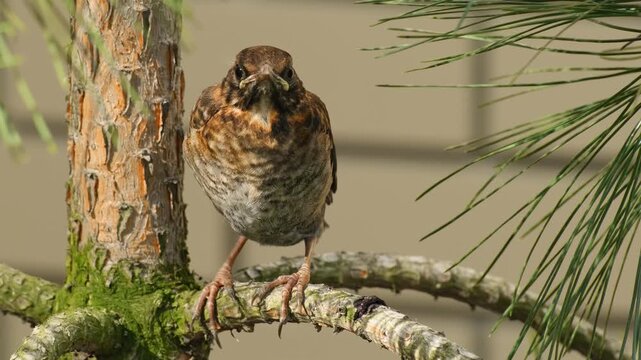 Small Thrush Bird Resting on Tree Branch in Woodland. Close Up of Young Wild Bird in Pine Forest Nature. Thrush Chick Sitting Calmly on Branch in Green Forest
