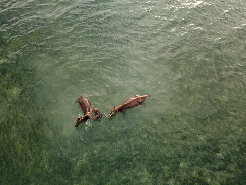 horse cleaning in the sea