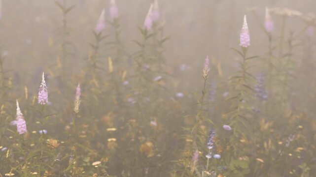 A field of flowers appears through a light mist in the morning. The flowers are growing close to each other. The mist adds a soft look to the scene.
