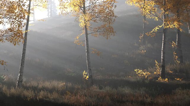 Bright sunlight shines through fog in a forest filled with trees. The scene shows various autumn leaves and softly lit ground. Morning light creates unique patterns on the landscape.