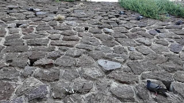 Wild pigeons sitting on an ancient urban stone wall. Urban wildlife and birds nesting in a historic fortress architecture.